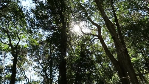 Looking upwards on forest walk with sun through the trees.