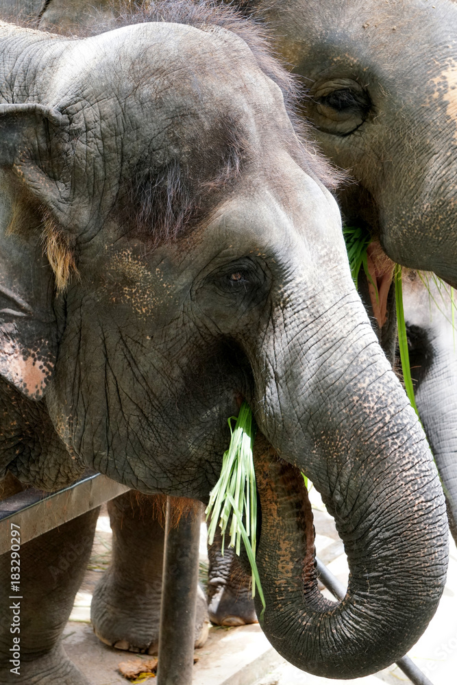 Fototapeta premium Słoń azjatycki jedzenie w zoo
