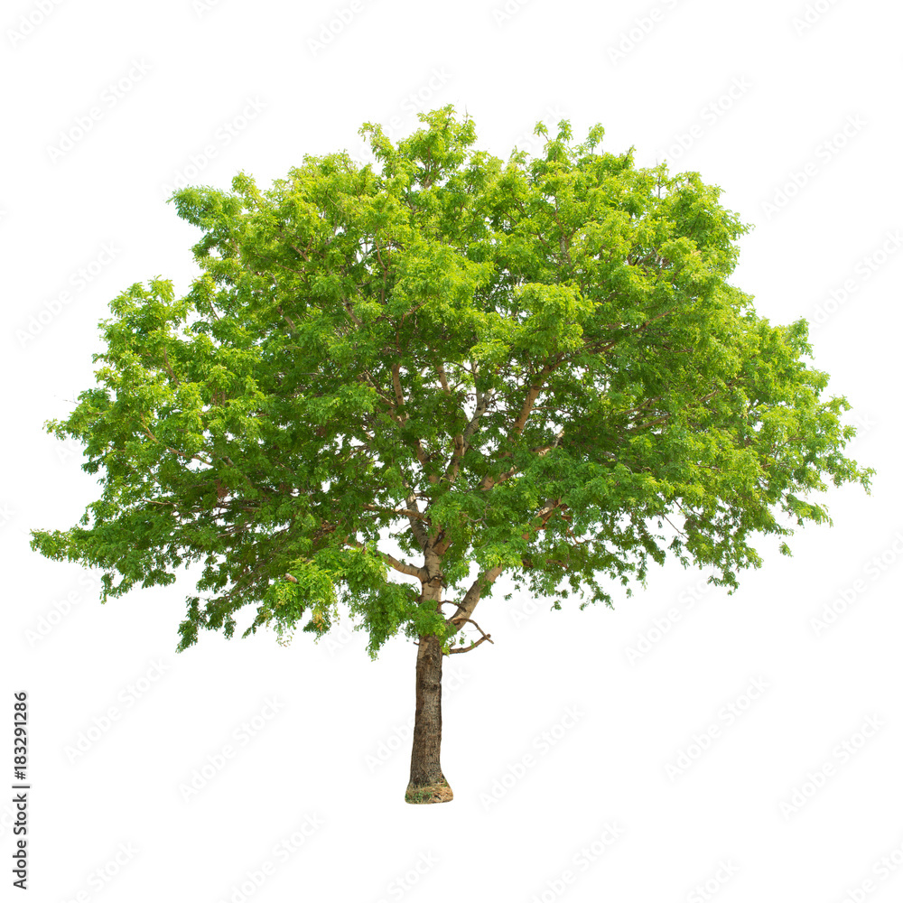 Tree isolated on white background Tree isolated on white background