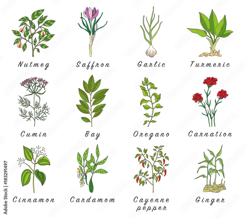 Set of spices, herbs and officinale plants icons. Healing plants. Set of spices, herbs and officinale plants icons. Healing plants.