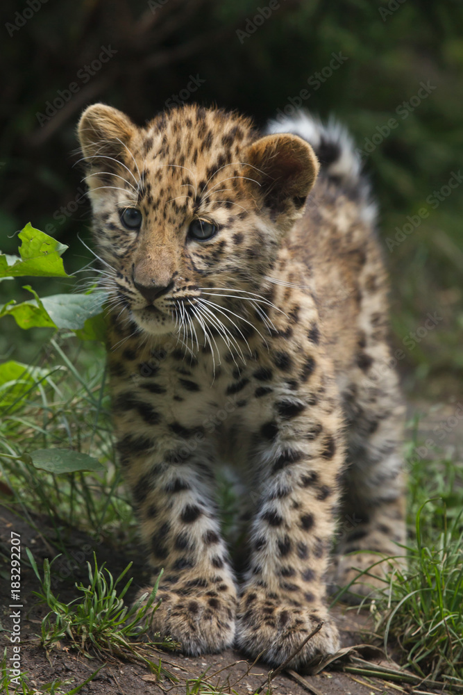 Obraz premium Amur leopard (Panthera pardus orientalis)