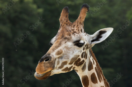Rothschild's giraffe (Giraffa camelopardalis rothschildi) © Vladimir Wrangel