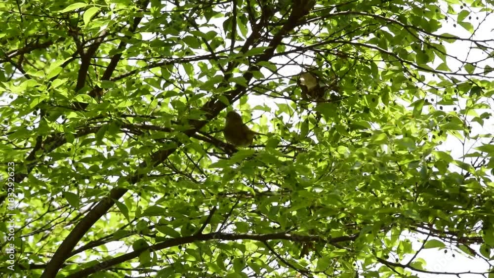 ウグイスが鳴いて、春が来た ウグイスが鳴いて、春が来た