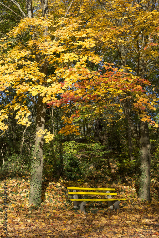Herbstwald, goldener oktober, indian summer.