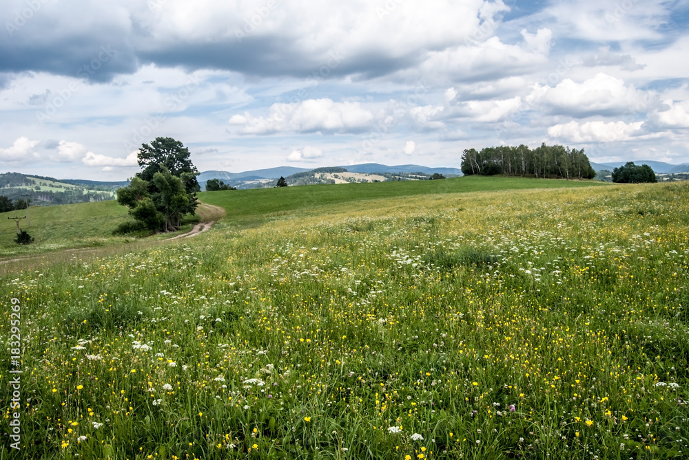flowering summer meadow with isolated trees and Jeseniky mountain range on the background near Stare Mesto pod Sneznikem in Czech republic