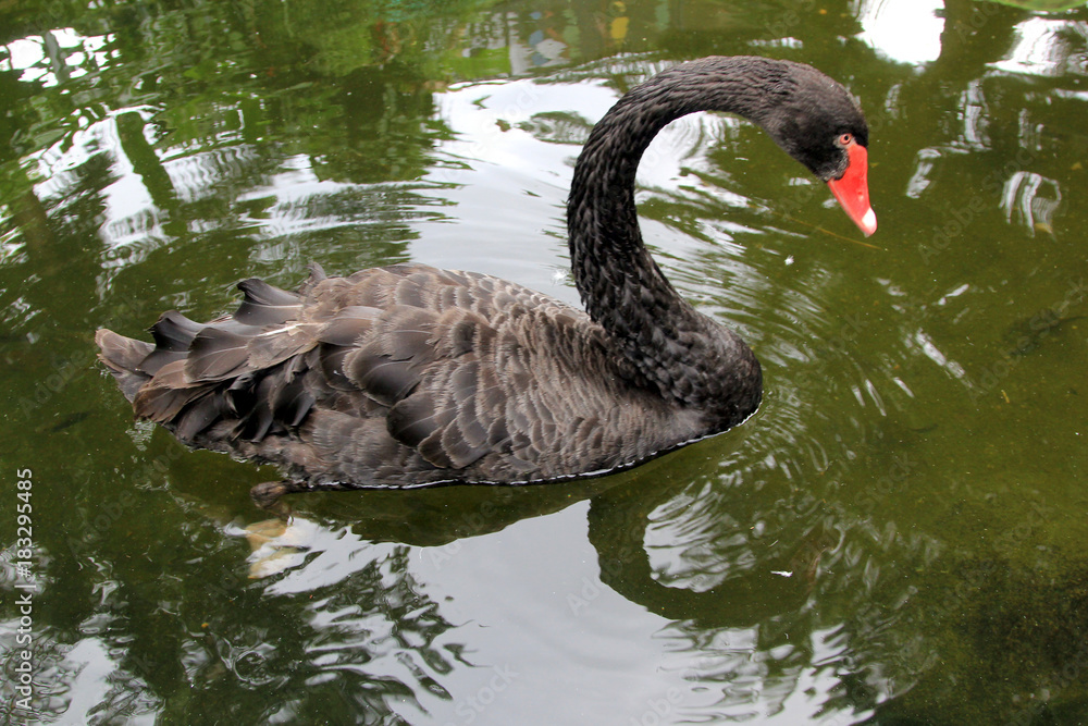 Fototapeta premium Black goose & White Swan