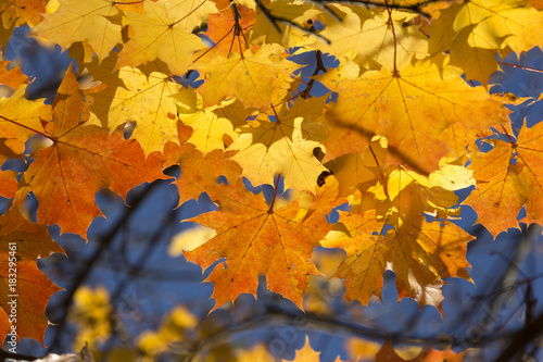 Goldener Oktober, herbstlich gefärbte Blätter.