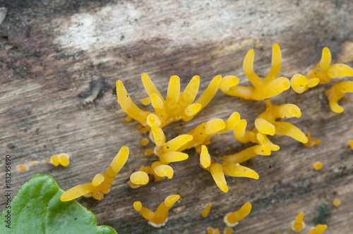 Calocera cornea mushrooms photo