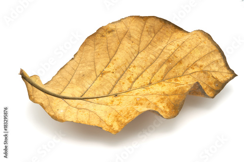 Golden teak leaf  Tectona grandis  .Leaves of golden teak fall from the deciduous to dry on the white background.
