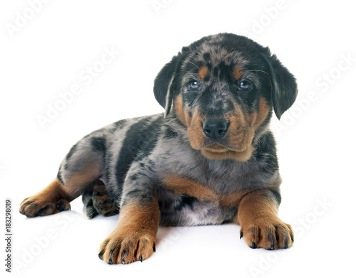 puppy beauceron in studio