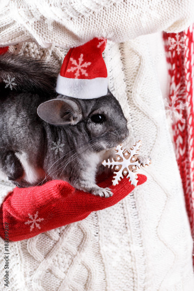 Christmas chinchilla deals