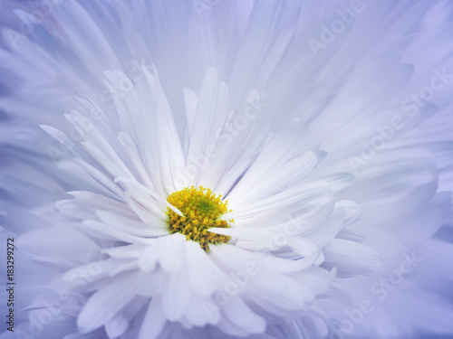 Floral blue-white beautiful background. A flower of a white chrysanthemum against a background of light blue petals. Close-up. Nature.