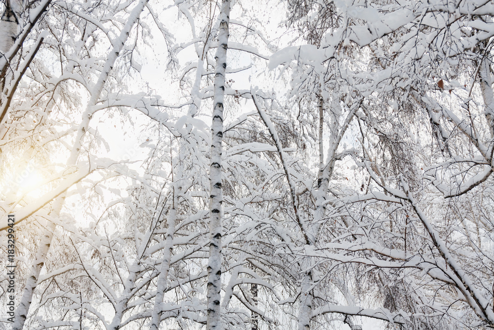 Birch trees in the snow with the sunlight Birch trees in the snow with the sunlight