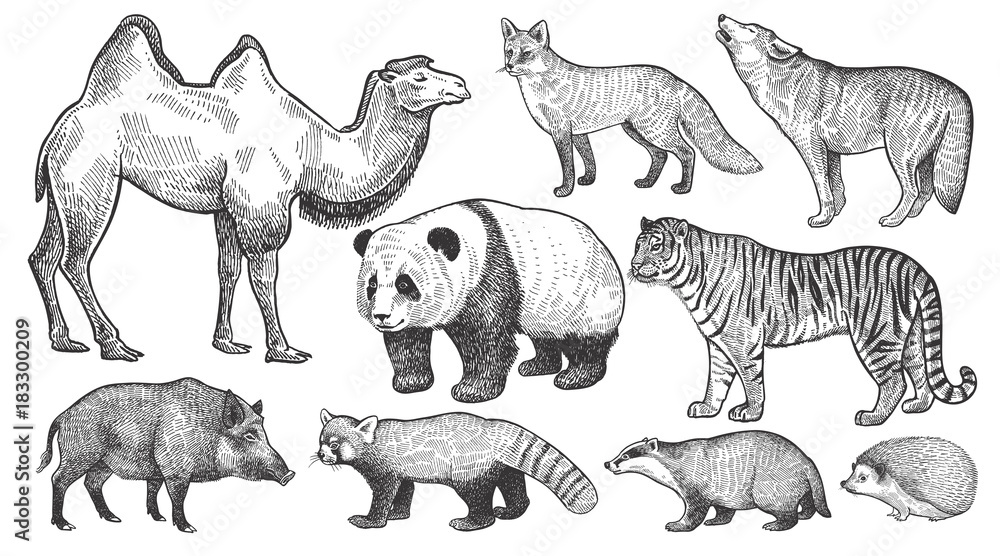 Realistic animals set.