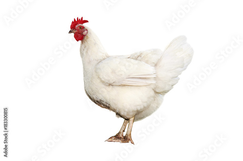 portrait of a cute funny white chicken standing on  isolated background