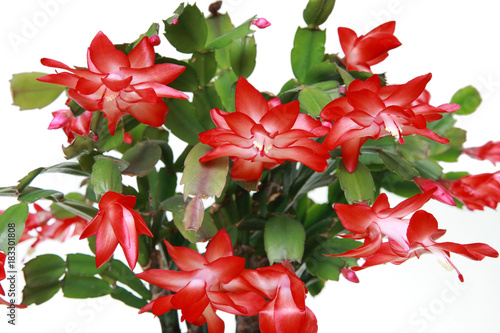 Schlumbergera