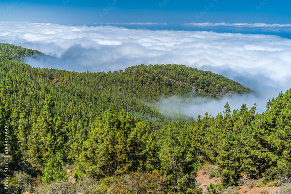 Kiefernwald auf Teneriffa mit Wolken von oben