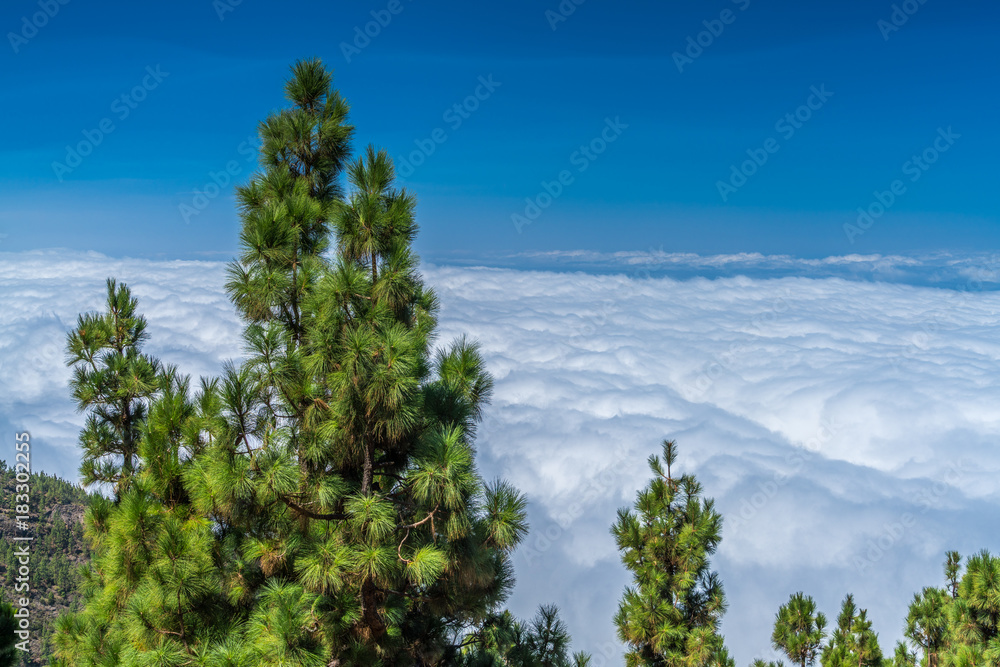 Kiefernwald auf Teneriffa mit Wolkendecke von oben
