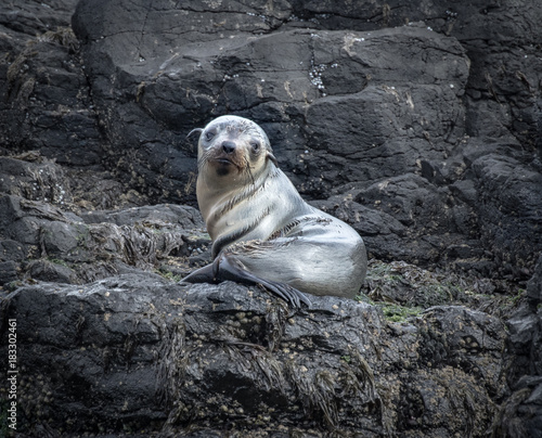 Baby seal on rocks photo