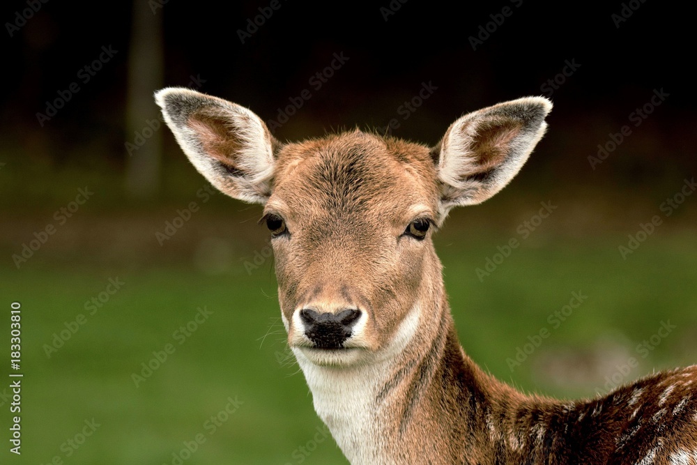Dammwild ernster Blick Dammwild ernster Blick