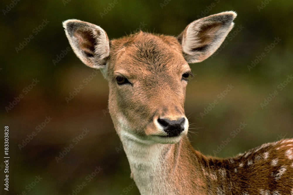 Dammwild ernster Blick Dammwild ernster Blick
