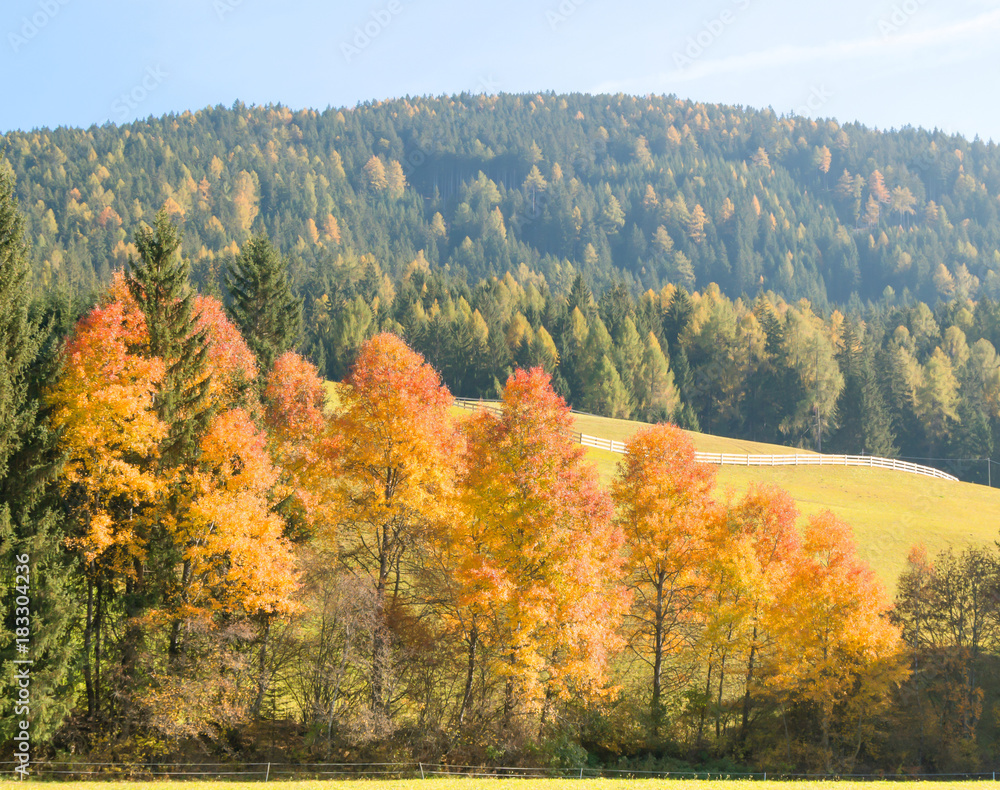 Beautiful autumn tree, Autumn Landscape, Yellow golden tree leaves in autumn nature background.