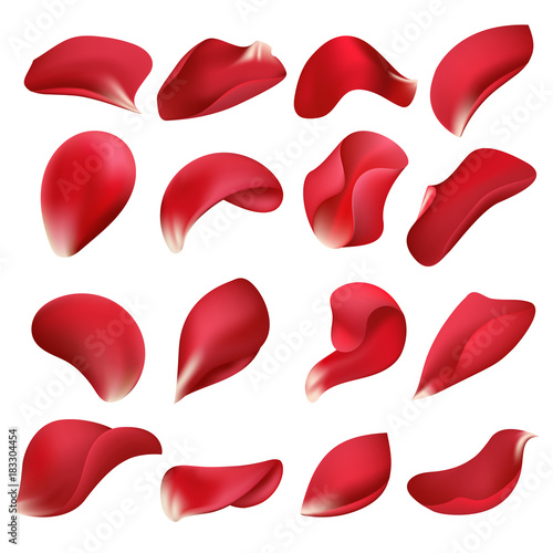 Realistic red rose flower petals isolated on white background vector set