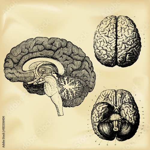 Vintage anatomy illustration