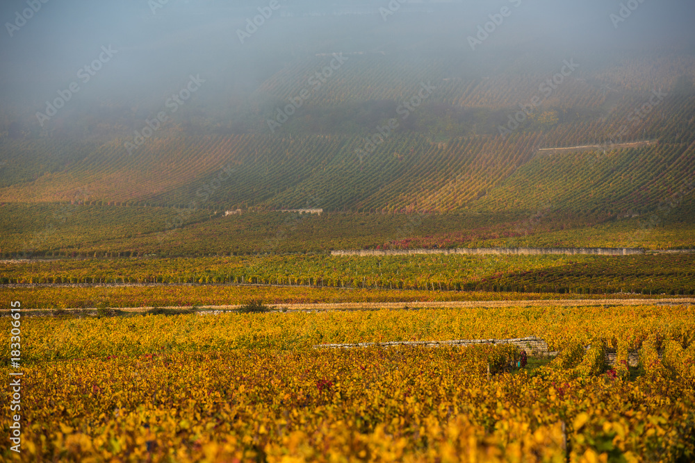 Vineyards in the foggy autumn morning, Burgundy, France