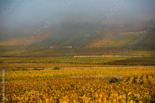 Vineyards in the foggy autumn morning  Burgundy  France