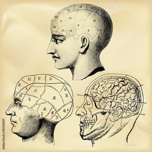 Vintage anatomy illustration