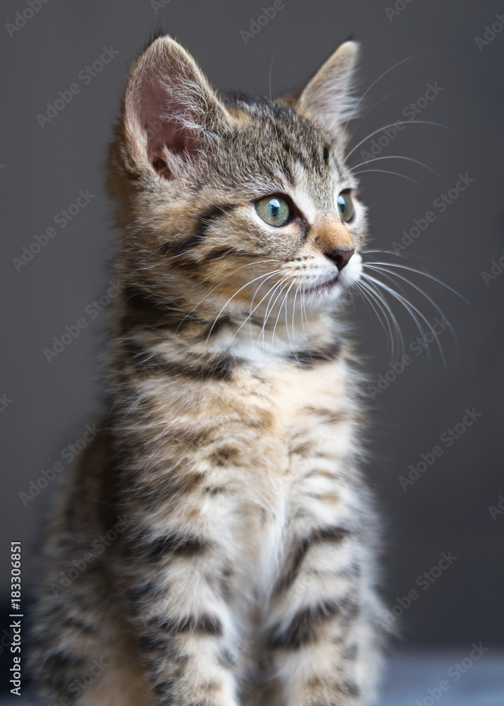 Portrait von einem kleinen Kätzchen