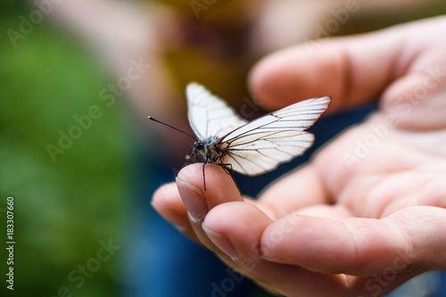 White Butterfly