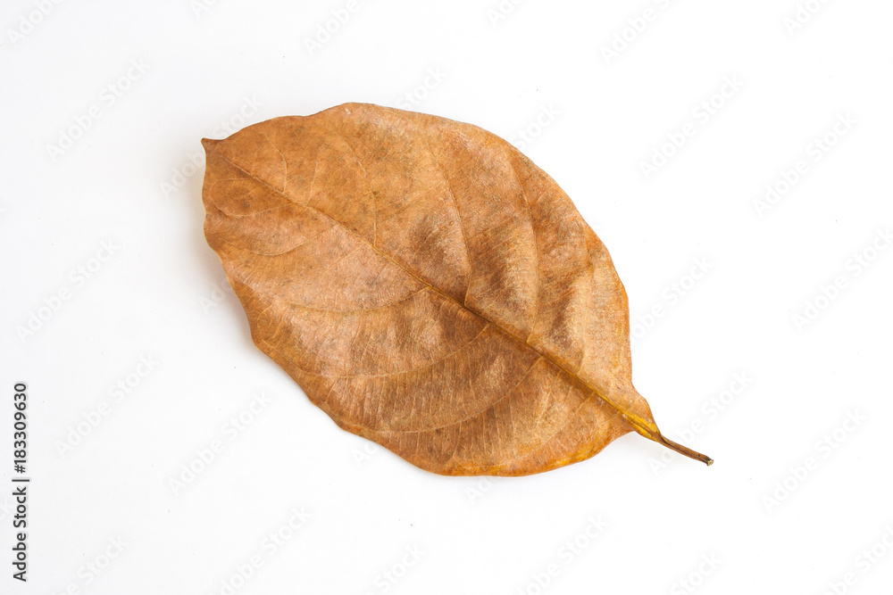 Top view brown dry leaf isolated on white background. Top view brown dry leaf isolated on white background.