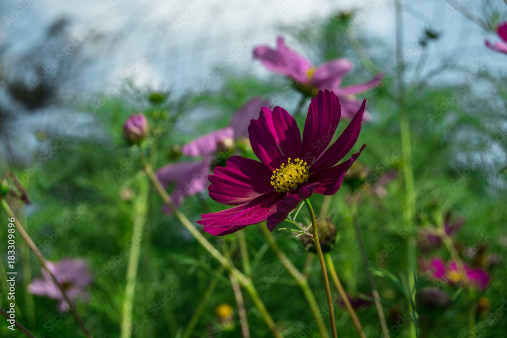 Obraz premium spring flowers