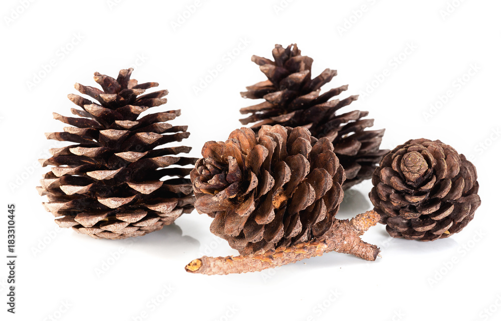 Pine cone isolated on white background Pine cone isolated on white background