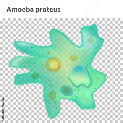 Education Chart  for Amoeba Diagram. Vector illustration