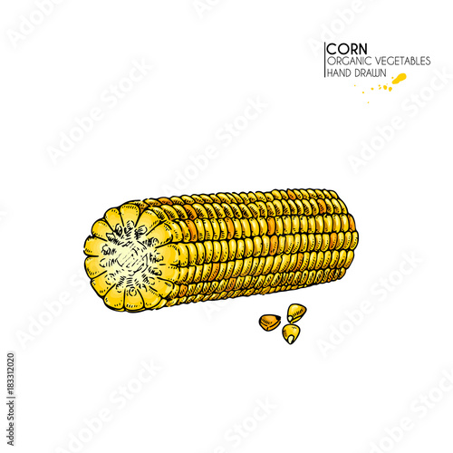 Vector hand drawn set of farm vegetables. Isolated corn cob. Engraved colored art. Organic sketched vegetarian objects. Use for restaurant, menu, grocery, market, store. Maize, cereal, grain.