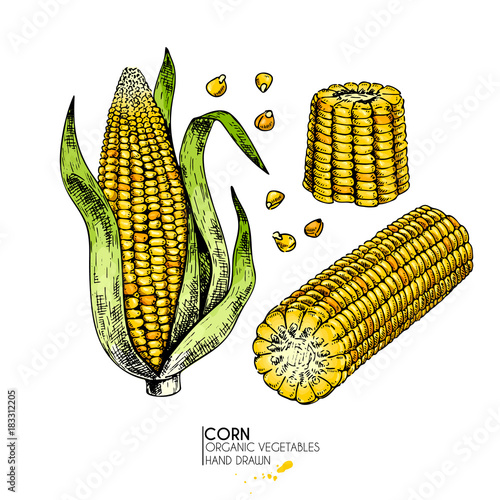 Vector hand drawn set of farm vegetables. Isolated corn cob. Engraved colored art. Organic sketched vegetarian objects. Use for restaurant, menu, grocery, market, store. Maize, cereal, grain.