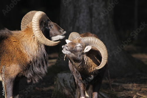 Zwei Mufflon im Wald, Ovis gmelini musimon