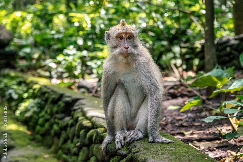wild monkey Looking me straight ahead in monkey forest in bali. indonesia