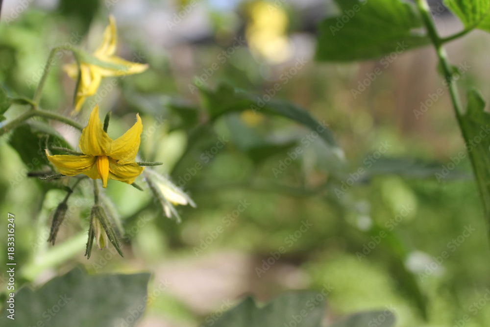 flor de planta de tomate flor de planta de tomate