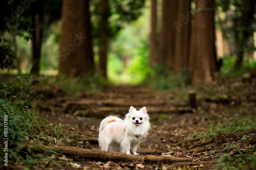森の中を散歩するチワワ © Lienjp