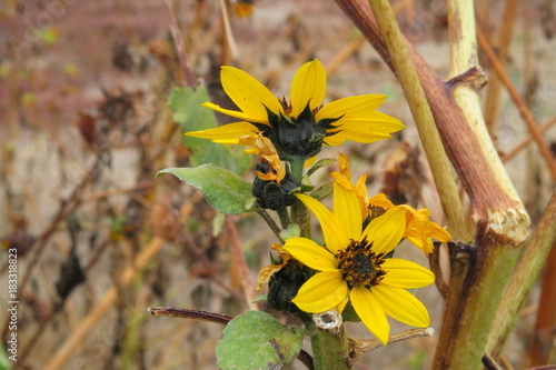 October in Julian near San Diego