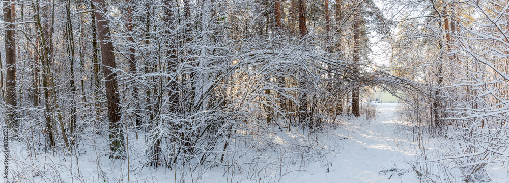 Fototapeta premium Winter landscape, panoramic view. Xmas background with white snowflakes. Sunlight in the winter forest.