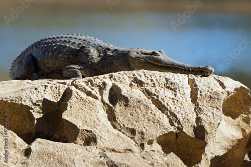 Australian Freshwater Crocodile - Kimberley Region, Western Australia photo