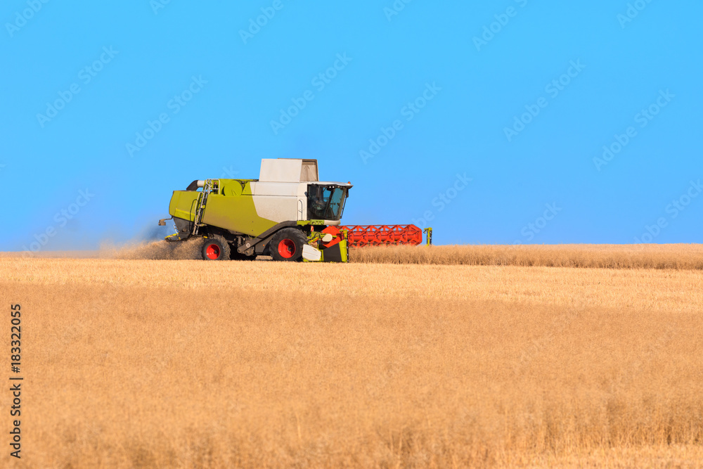 Fototapeta premium rapeseed oil harvest