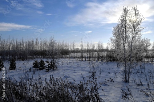 Иней на деревьях, мороз в декабре,солнечный день, голубое небо,природа Сибири,ель,береза