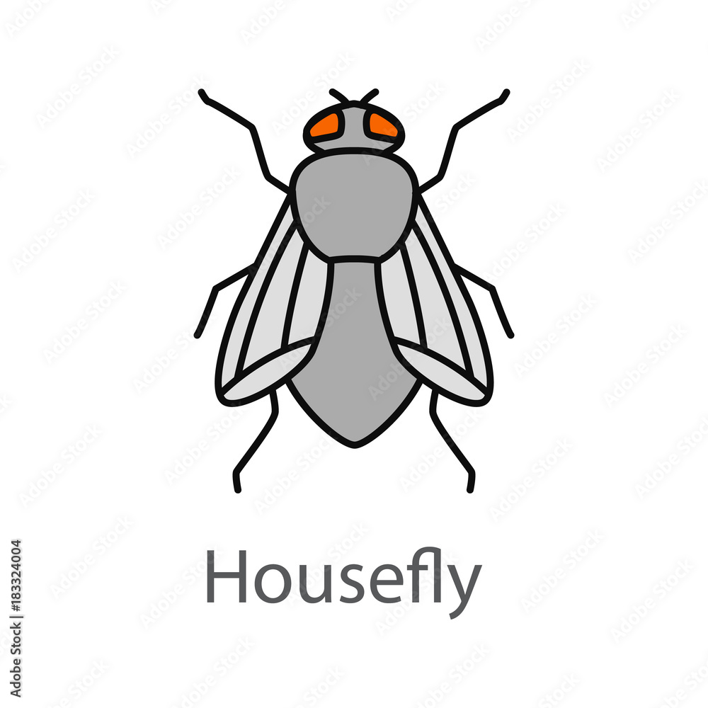 Fototapeta premium Housefly color icon