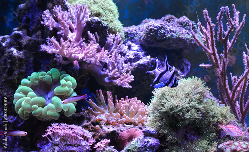 Reef tank, marine aquarium. Blue aquarium full of plants. Tank filled with water for keeping live underwater animals. Gorgonaria, Sea Fan. Zebrasoma. Hawkfish, Clownfish, Nemateleotris decora.